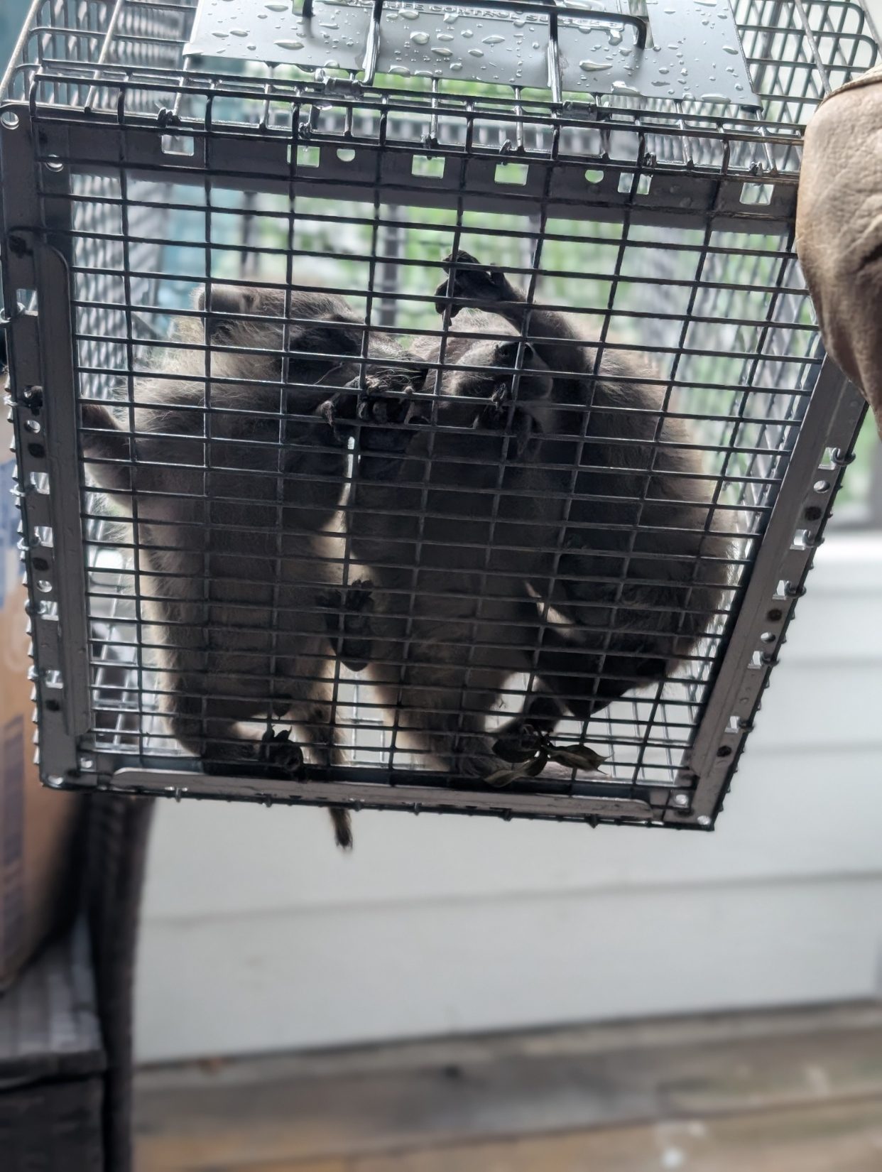 Raccoon in a humane trap cage held by wildlife removal, looking directly at the camera