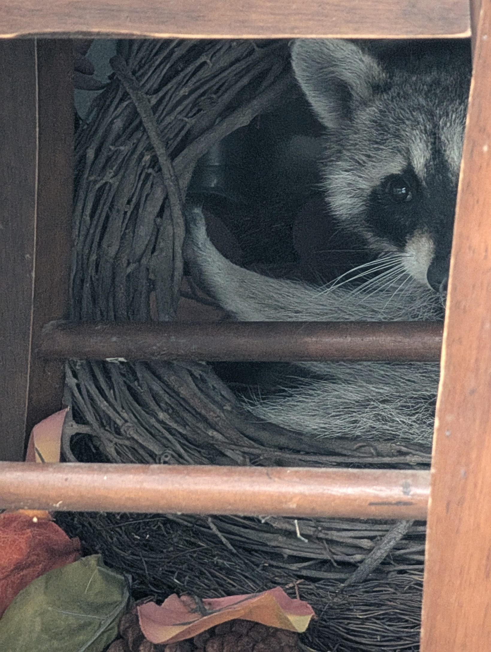 Raccoon face visible through the slats of a wicker basket, babies visible below