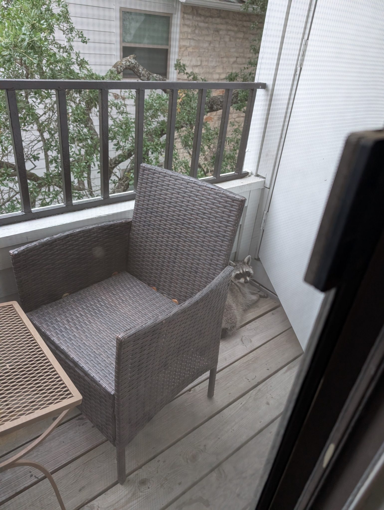 Raccoon spotted on the balcony, partly hidden behind a wicker chair